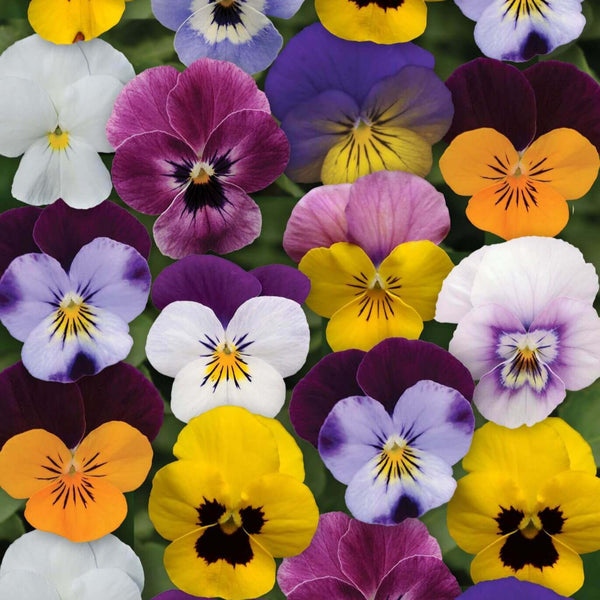 Viola 'Sorbet XP Select Spring'