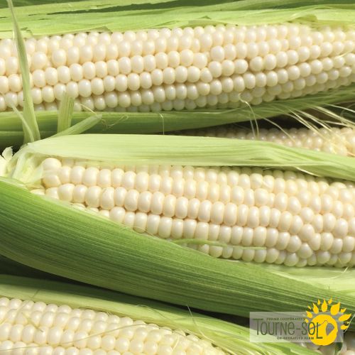 Tuxana Sweet Corn