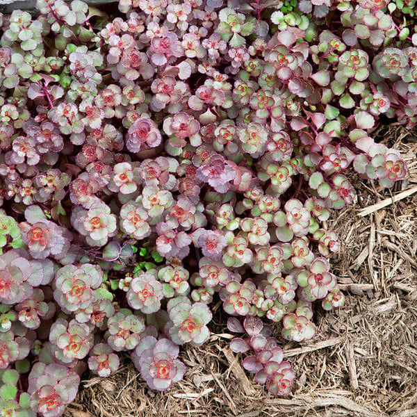 Sedum 'Voodoo'