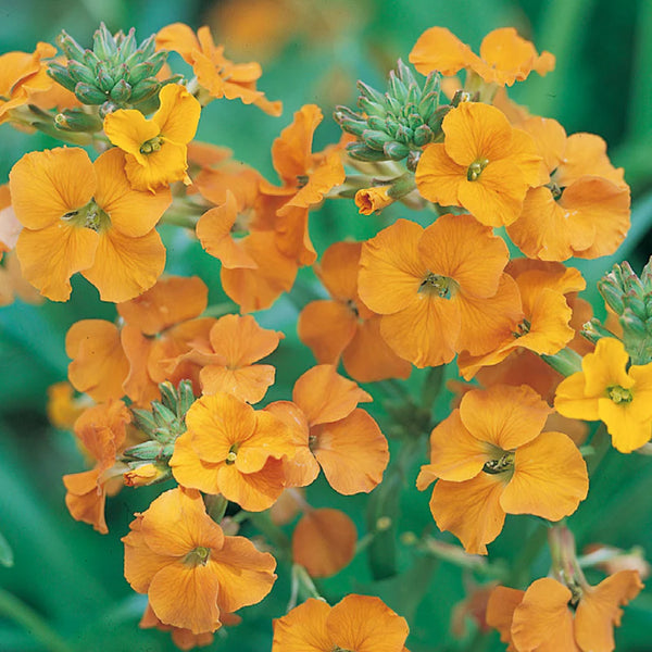 Siberian Wallflower