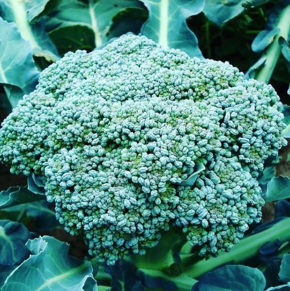 Broccoli 'Waltham 29' 