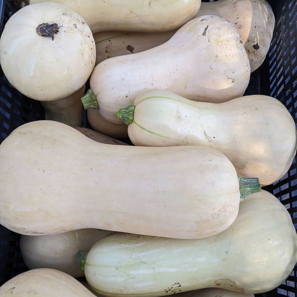 Butternut squash 'Waltham Butternut' organic