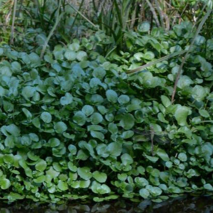 Organic watercress