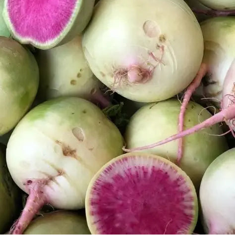 Radish 'Watermelon' organic