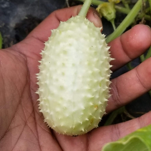 West Indian Gherkin Cucumber 'Gherkin' organic