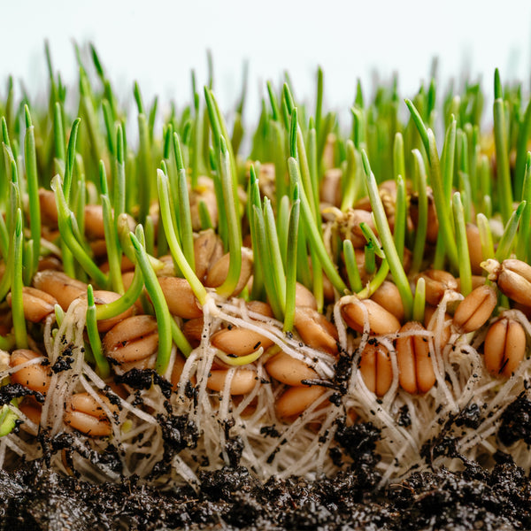 Sprouts / Microgreens Hard Red Winter Wheat