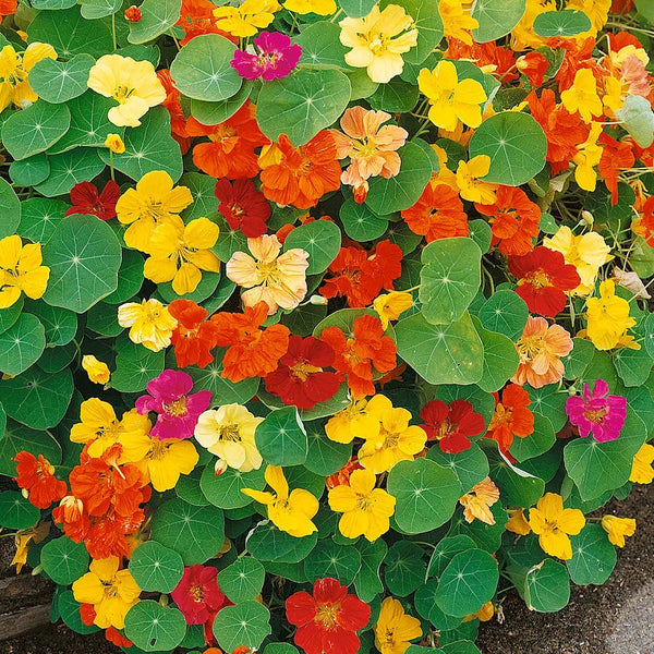 Nasturtium 'Whirlybird'