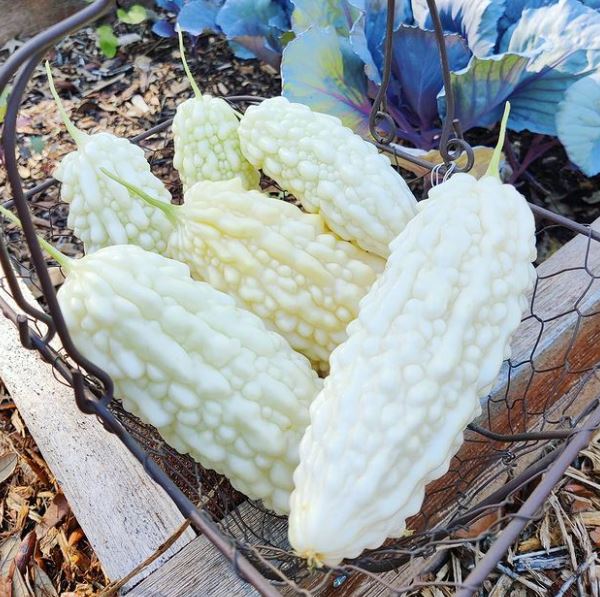 White Bitter Gourd