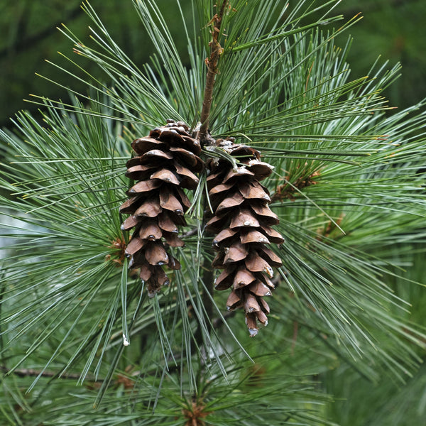 Graine d'arbre 'Pin Blanc'