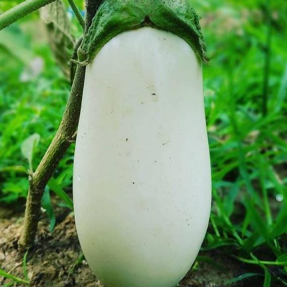 Eggplant 'White Star' organic