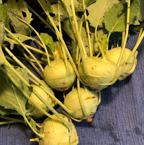 Kohlrabi 'White Vienna'