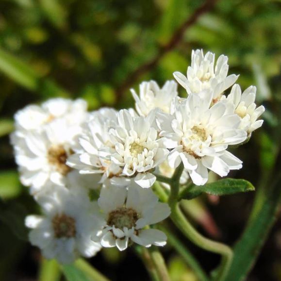 Organic white yarrow