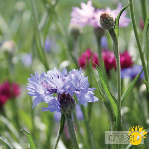 Centaury 'Bachelors Buttons'