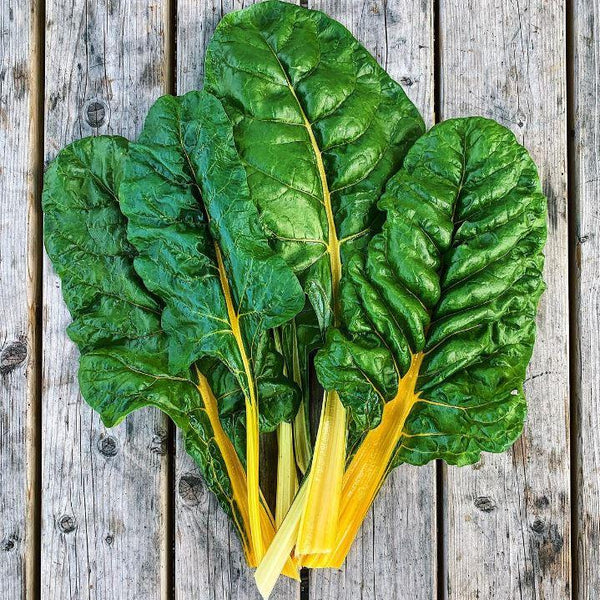 Yellow Swiss chard organic