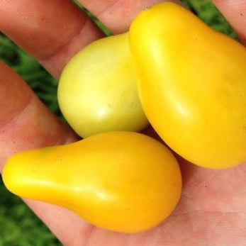 Tomato 'Yellow Plum' organic