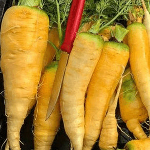 Organic 'Yellowstone' carrot