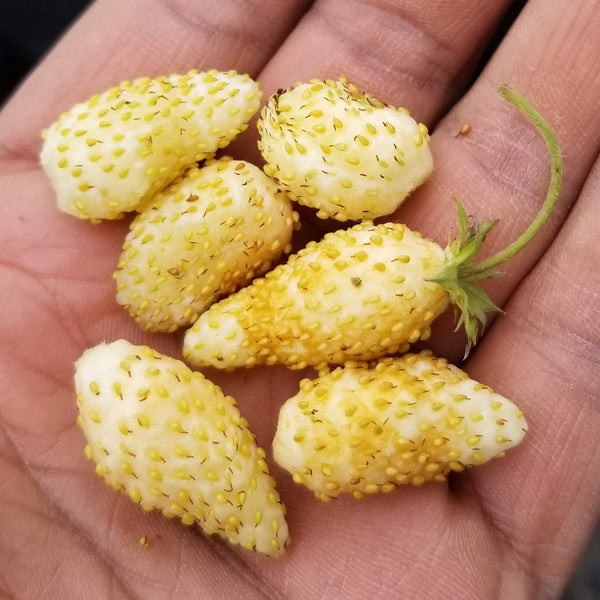 Organic 'Yellow Wonder' Strawberry