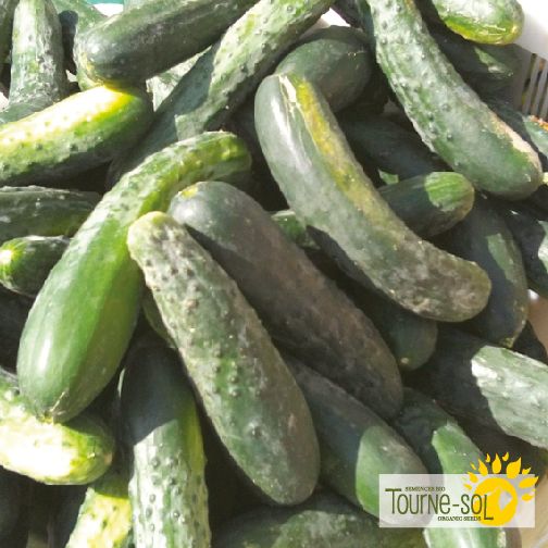 Marketmore Cucumber 76