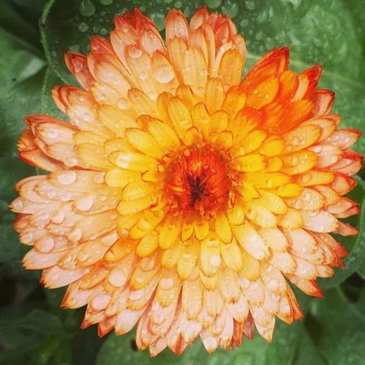 Calendula 'Zeolight' 