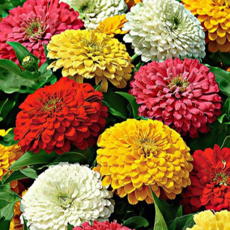 Zinnia géants en mélange