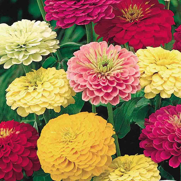 Zinnia mélange 'State Fair'