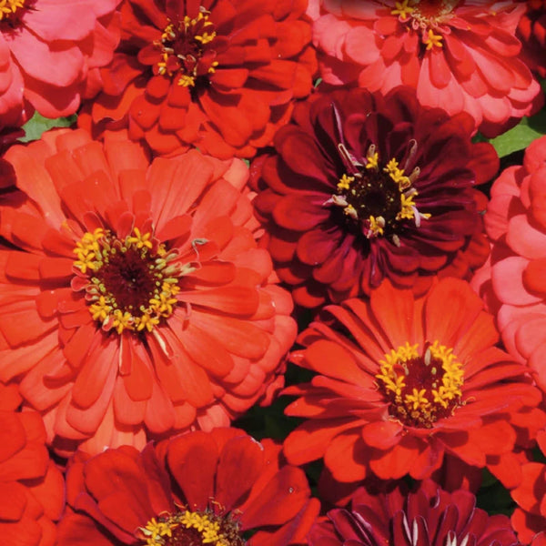 Zinnia mélange 'Berry Tart'