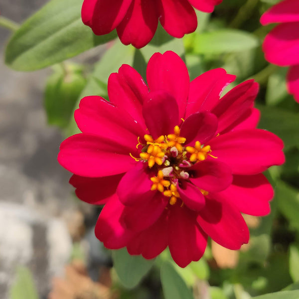 Zinnia Profusion Double Hot Cherry F1