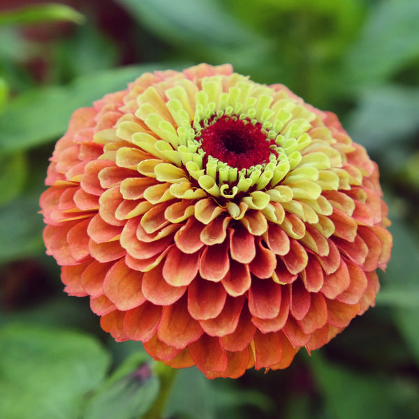 Zinnia Queeny Lime Orange