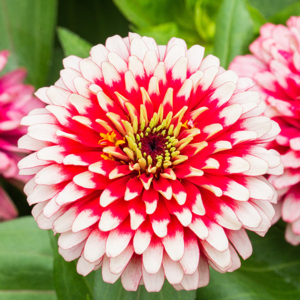  Zinnia Swizzle™ Cherry And Ivory F1