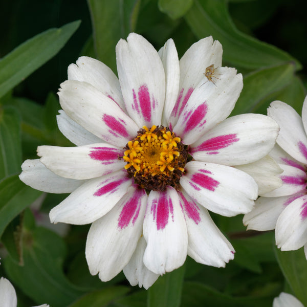 Zinnia Zahara® Starlight Pink