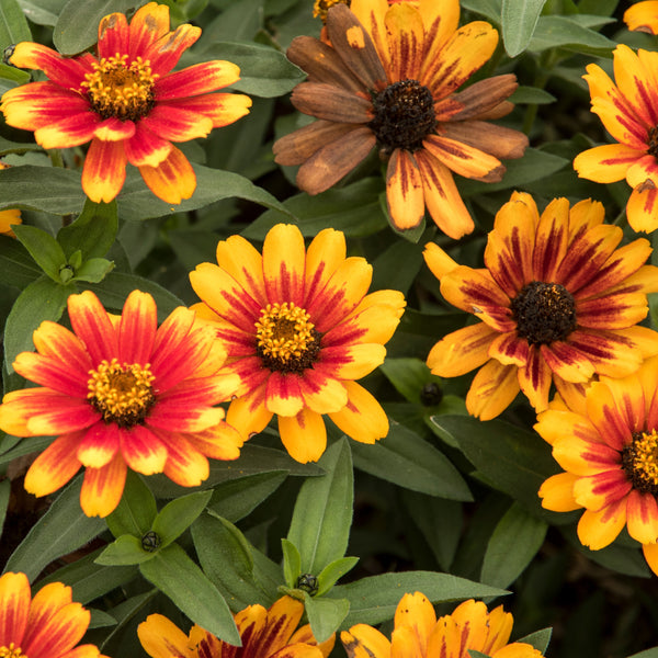 Zinnia Zahara® Sunburst