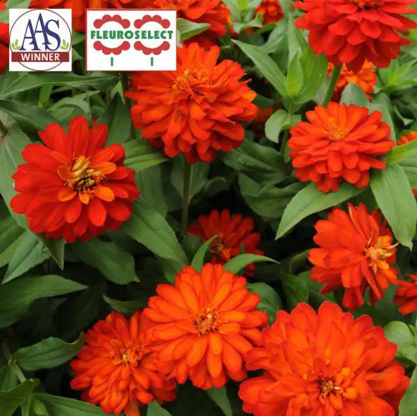 Zinnia Double Zahara™ Fire