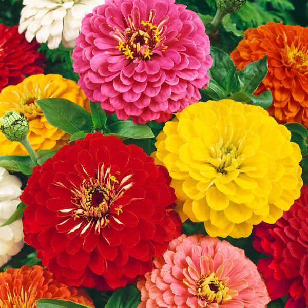 Zinnia 'Géants de Californie'