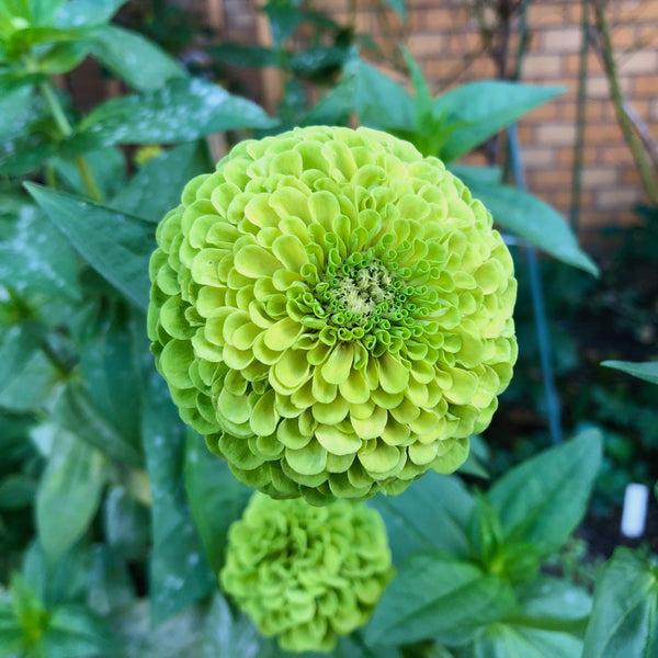 Zinnia 'Giant Lime'