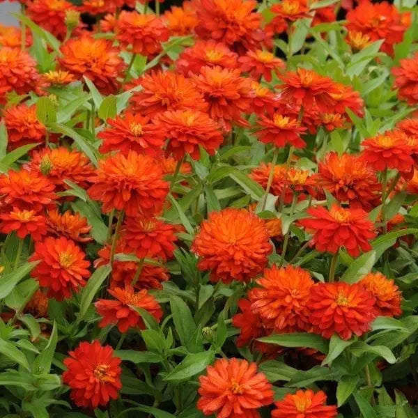 Zinnia Inca