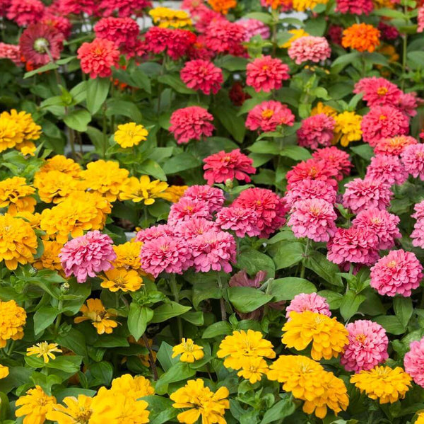 Zinnia 'Pom Pom or Lilliput Mix'