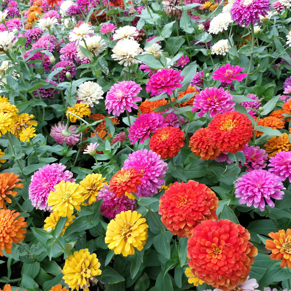 Zinnia 'Oklahoma' mix