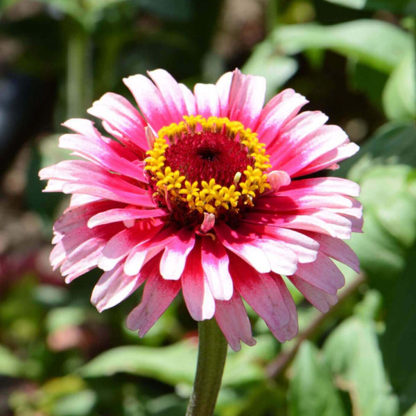 Zinnia 'Ice Queen'