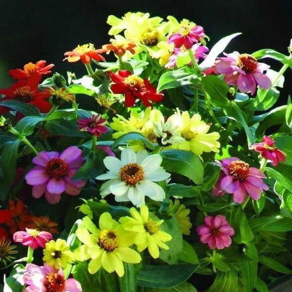 Zinnia Zahara® Mix