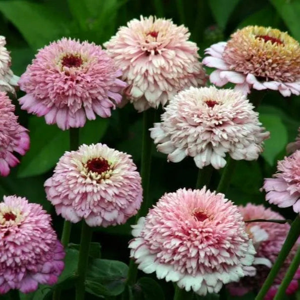 Zinnia Zinderella Lilas