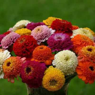 Zinnia Zinderella Mix