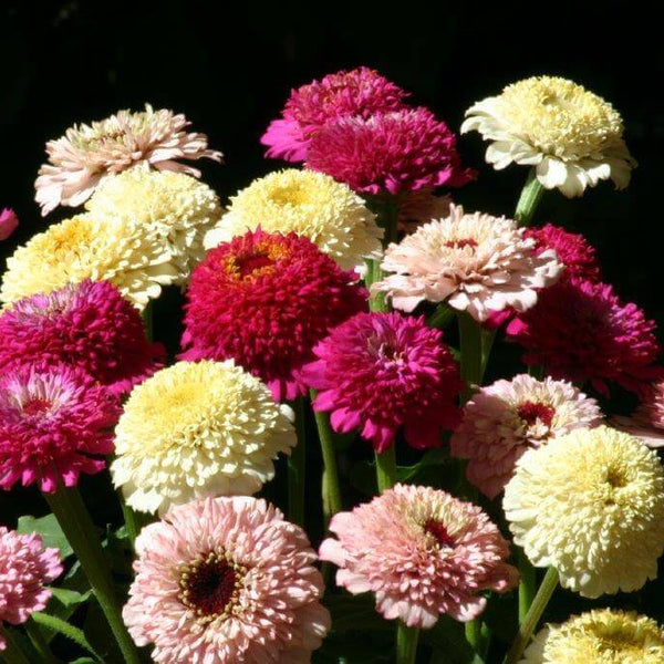 Zinnia 'Zinderella Mixed'