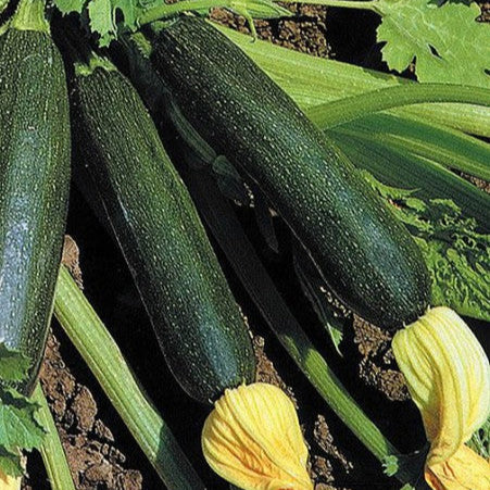 Zucchini 'Diamante Nero F1'