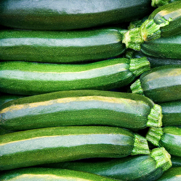 Zucchini 'Easy Pick' vert F1