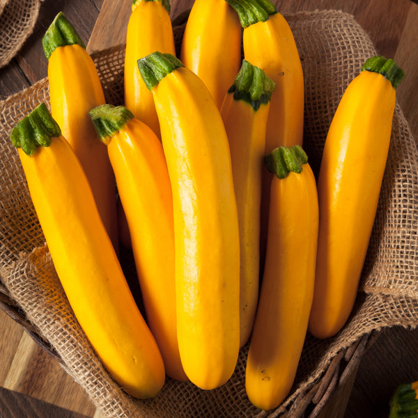 Zucchini 'Golden Glory' F1