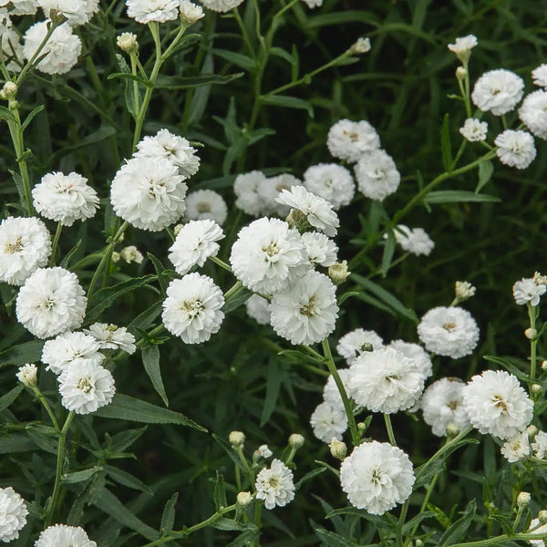 Yarrow noblessa organic