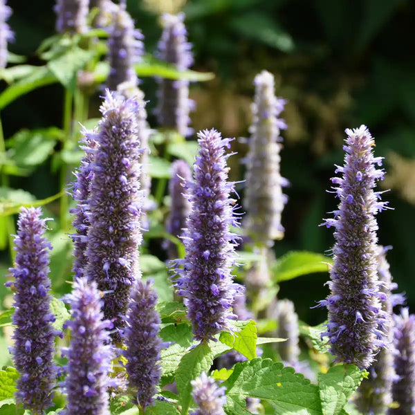 Organic Korean Agastache