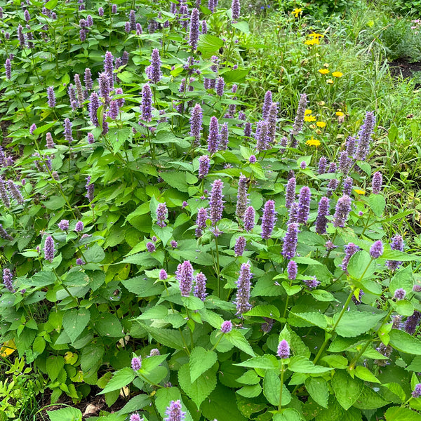 Agastache fennel