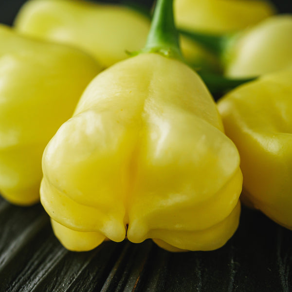 Hot pepper 'Aji Fantasy'