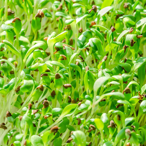 Sprouts Alfalfa organic